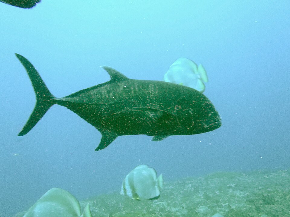 Giant trevally: species reference image, not a trip catch