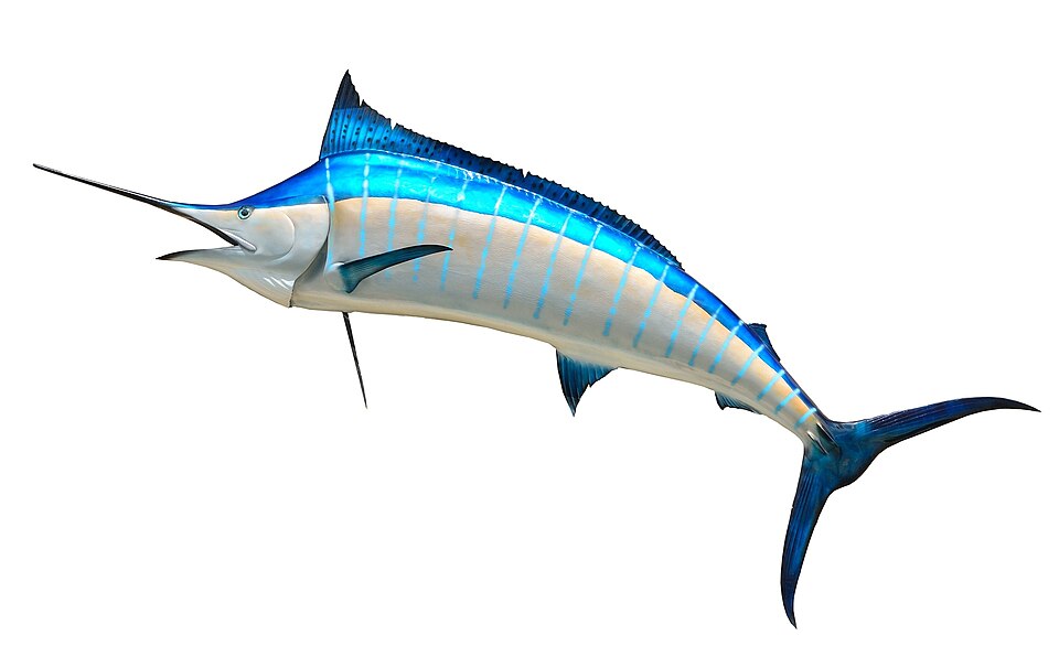Blue marlin: species reference image, not a trip catch