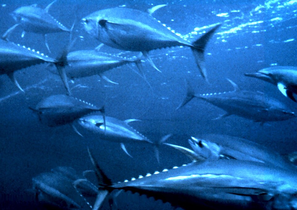 Yellowfin tuna: species reference image, not a trip catch